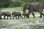 Elephants at Chobe river